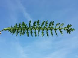 Attēlu rezultāti vaicājumam “Filipendula vulgaris leaf”