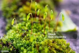 Attēlu rezultāti vaicājumam “Pohlia nutans sporophyte”