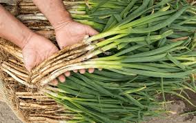 Résultat de recherche d'images pour "Allium fistulosum"