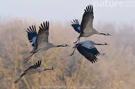 Attēlu rezultāti vaicājumam “Grus grus”