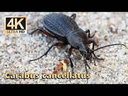 Attēlu rezultāti vaicājumam “Carabus cancellatus”