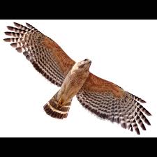 Attēlu rezultāti vaicājumam “Buteo buteo adult”