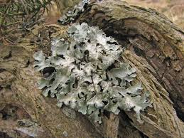 Attēlu rezultāti vaicājumam “Parmelia sulcata”