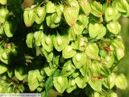 Attēlu rezultāti vaicājumam “Rumex crispus fruit”