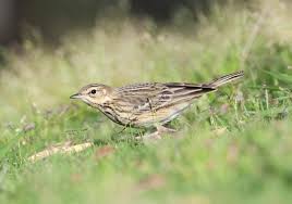 Attēlu rezultāti vaicājumam “Anthus trivialis adult”