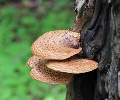 Attēlu rezultāti vaicājumam “Polyporus squamosus”