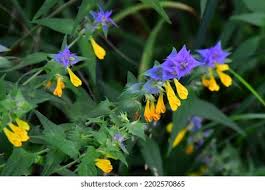 Attēlu rezultāti vaicājumam “Melampyrum nemorosum leaf”