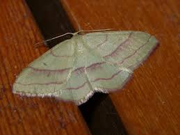 Attēlu rezultāti vaicājumam “Rhodostrophia vibicaria”