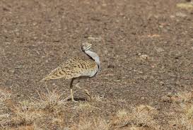 Image result for Chlamydotis macqueenii