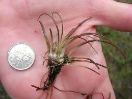 Attēlu rezultāti vaicājumam “Isoetes lacustris leaf”