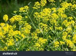 Attēlu rezultāti vaicājumam “Bunias orientalis bud”