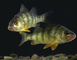 Image result for Perca fluviatilis