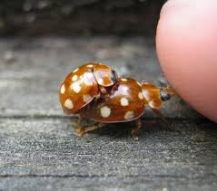 Attēlu rezultāti vaicājumam “Calvia quatuordecimguttata”