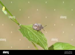 Attēlu rezultāti vaicājumam “Physatocheila smreczynskii”