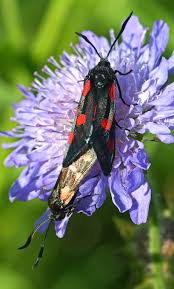 Attēlu rezultāti vaicājumam “Zygaena lonicerae”