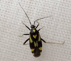 Attēlu rezultāti vaicājumam “Grypocoris sexguttatus”