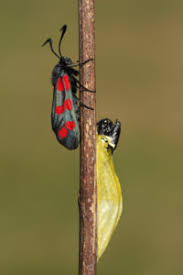 Attēlu rezultāti vaicājumam “Zygaena cocoon”