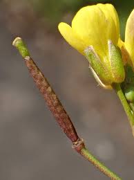 Attēlu rezultāti vaicājumam “Diplotaxis tenuifolia bud”