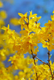 Attēlu rezultāti vaicājumam “Forsythia suspensa flower”