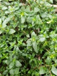 Attēlu rezultāti vaicājumam “Thymus vulgaris leaf”