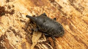 Attēlu rezultāti vaicājumam “Larinus sp.”