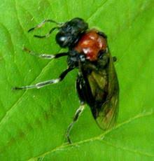 Attēlu rezultāti vaicājumam “Eriocampa ovata larva”