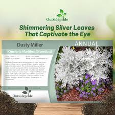 Image result for Cineraria maritima