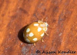 Attēlu rezultāti vaicājumam “Calvia decemguttata imago”