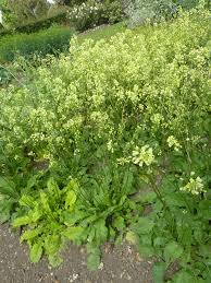 Attēlu rezultāti vaicājumam “Cruciferae”