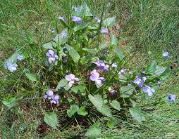 Attēlu rezultāti vaicājumam “Viola canina”