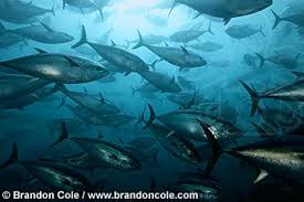 Image result for Thunnus maccoyii