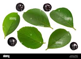 Attēlu rezultāti vaicājumam “Aronia melanocarpa leaf”