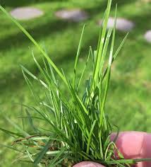 Attēlu rezultāti vaicājumam “Poa humilis”