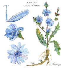Image result for Cichorium intybus