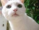 くるねこ大和