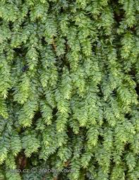 Attēlu rezultāti vaicājumam “Plagiothecium nemorale”