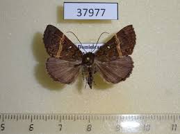 Attēlu rezultāti vaicājumam “Noctuidae”