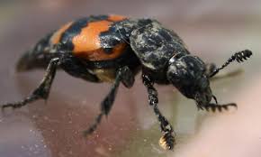 Attēlu rezultāti vaicājumam “Nicrophorus vespilloides”