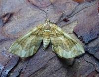 Attēlu rezultāti vaicājumam “Pelurga comitata”