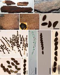 Attēlu rezultāti vaicājumam “Hypoxylon vogesiacum”