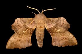 Attēlu rezultāti vaicājumam “Laothoe populi”