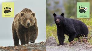 Image result for brown bear