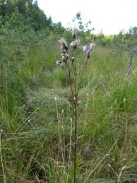 Attēlu rezultāti vaicājumam “Saussurea esthonica flower”