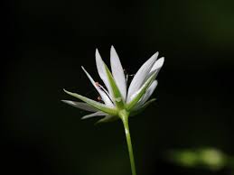 Attēlu rezultāti vaicājumam “Stellaria palustris”
