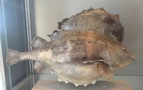 Image result for Cyclopterus lumpus