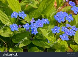 Attēlu rezultāti vaicājumam “Omphalodes verna leaf”