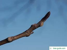 Attēlu rezultāti vaicājumam “Liriodendron tulipifera bud”