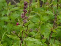 Image result for Menta x piperita