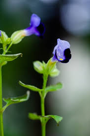 Attēlu rezultāti vaicājumam “Scrophulariaceae”