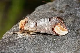 Attēlu rezultāti vaicājumam “Phalera bucephala imago”